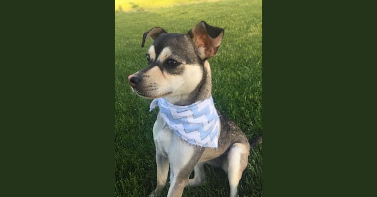 Lulu, a Chihuahua and Pug mix tested with EmbarkVet.com