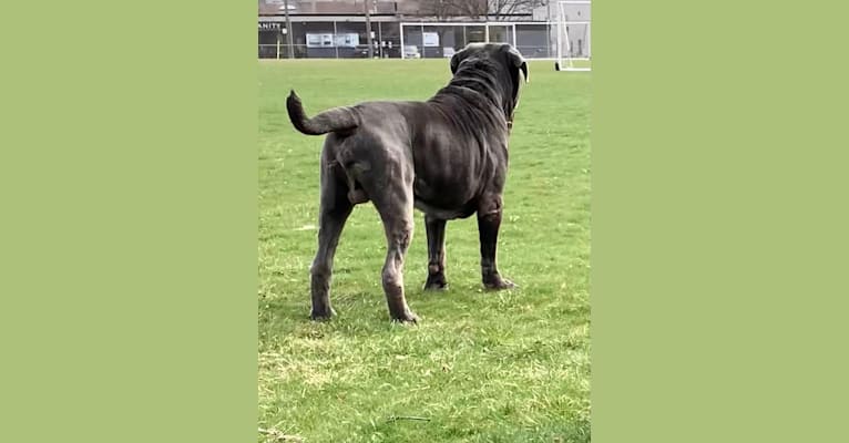 Kaiser, a Neapolitan Mastiff tested with EmbarkVet.com