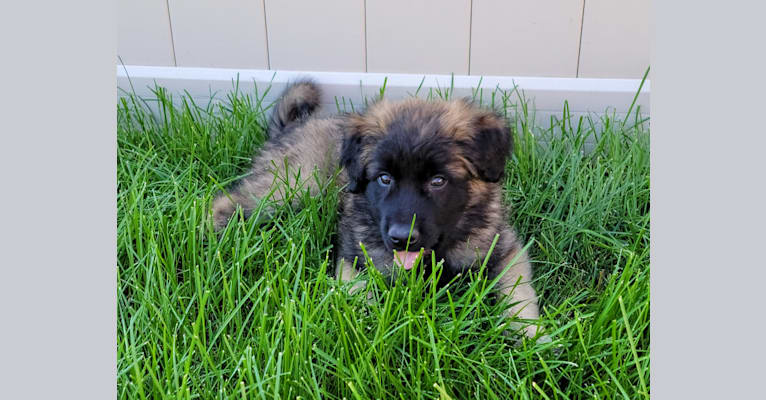 Stryder, an Eastern European Village Dog tested with EmbarkVet.com