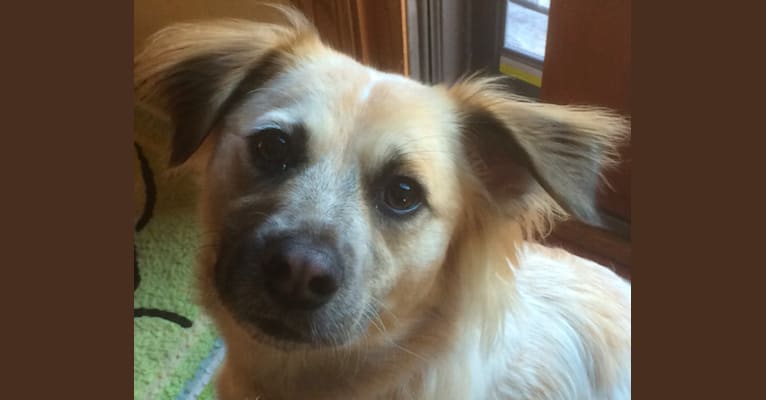 Embark Dog DNA Test Breed