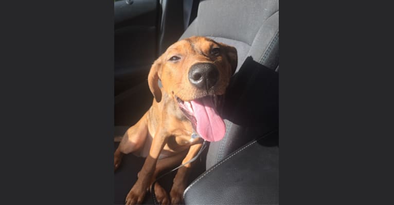Embark Dog DNA Test Breed