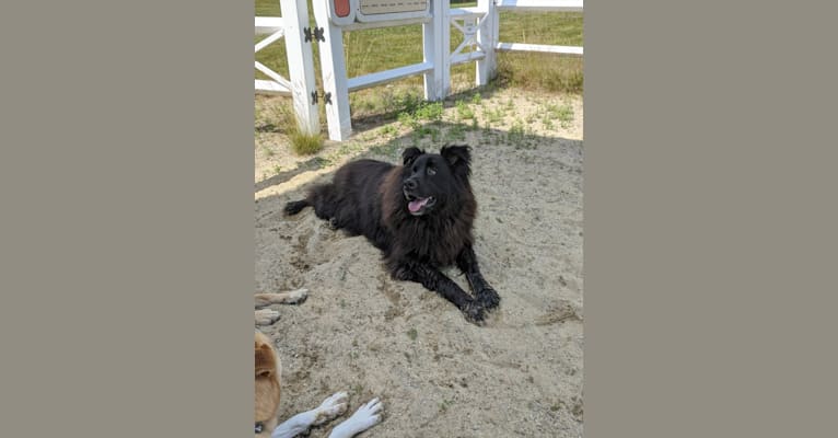 Teddy, a Rottweiler and Samoyed mix tested with EmbarkVet.com