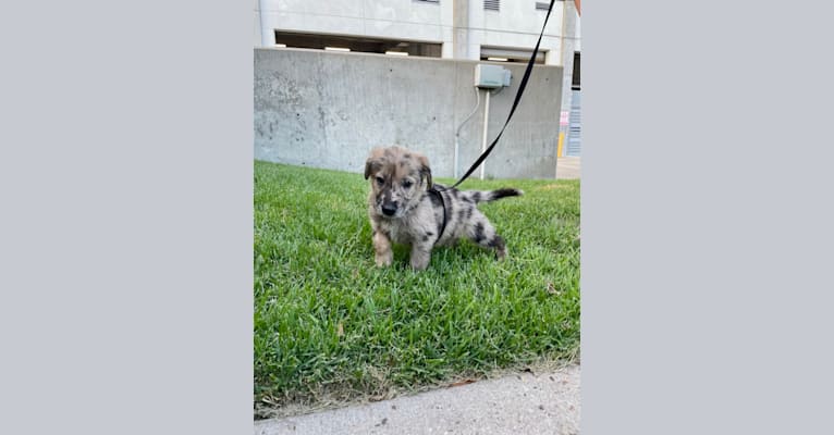 Photo of Murphy, a German Shepherd Dog and Labrador Retriever mix in Houston, Texas, USA