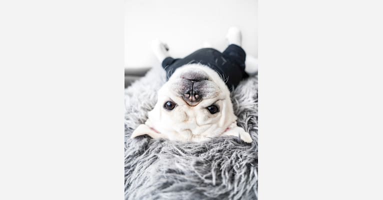 Po, a Pug tested with EmbarkVet.com