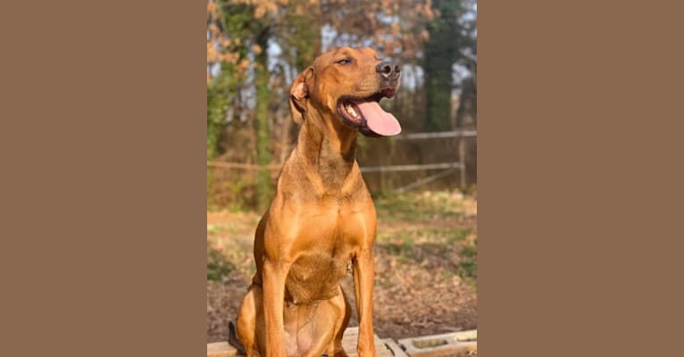The Southsiders, a Doberman Pinscher and Great Dane mix tested with EmbarkVet.com