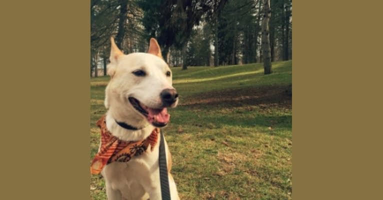 Kaya, a Staffordshire Terrier and Alaskan Malamute mix tested with EmbarkVet.com
