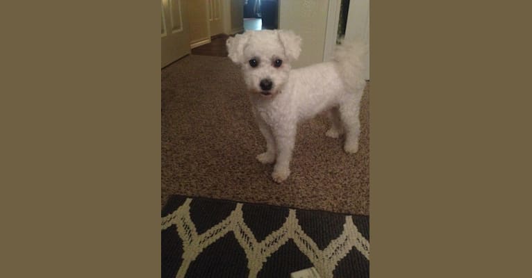 Photo of Nimbus, a Poodle (Small), Bichon Frise, and Cocker Spaniel mix in Bedford, Texas, USA