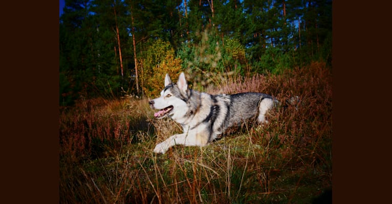 Arya, a Siberian Husky and German Shepherd Dog mix tested with EmbarkVet.com