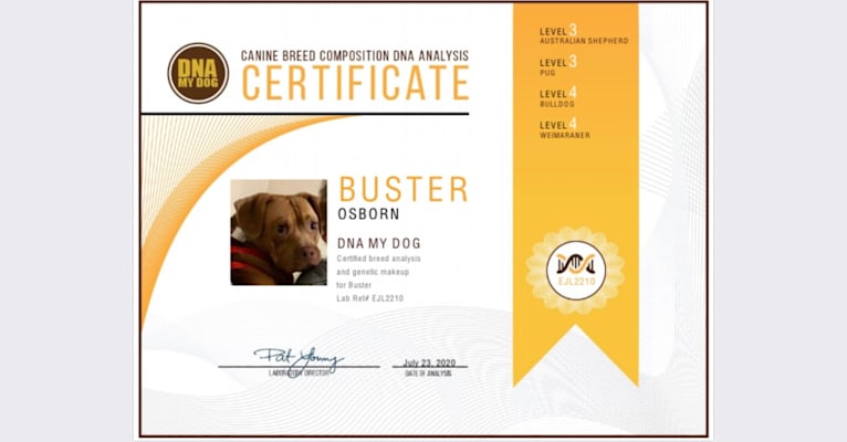 Buster, an American Pit Bull Terrier and Pug mix tested with EmbarkVet.com