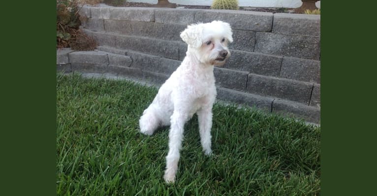 Photo of Q-Tip, a Poodle (Small), American Eskimo Dog, Maltese, and Mixed mix in Garden Grove, California, USA