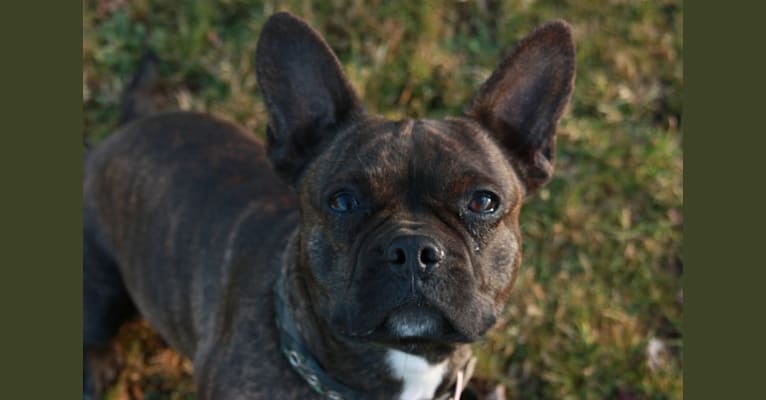 Rune, a French Bulldog (3.6% unresolved) tested with EmbarkVet.com