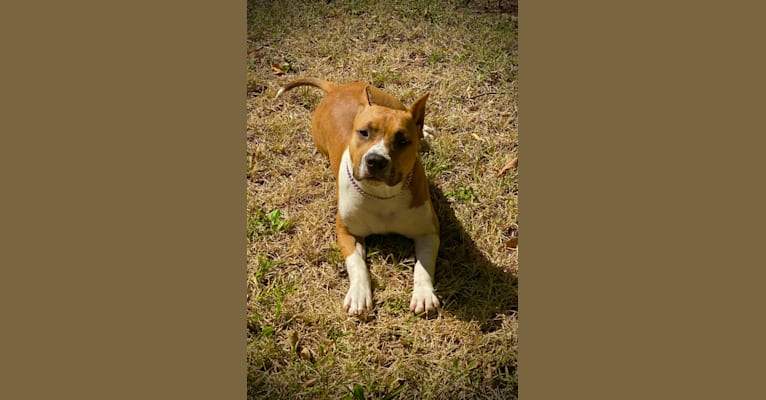 Photo of FantaC’s Bware of My Magic Doll, an American Staffordshire Terrier  in Michigan, USA