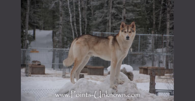 Griffin, an Alaskan-type Husky tested with EmbarkVet.com