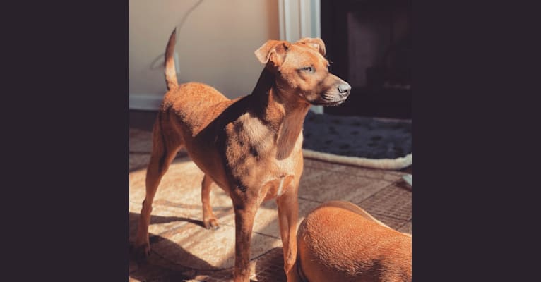 Photo of Jack, an Australian Cattle Dog, Welsh Terrier, Catahoula Leopard Dog, American Pit Bull Terrier, and Mixed mix in Huntsville, Alabama, USA