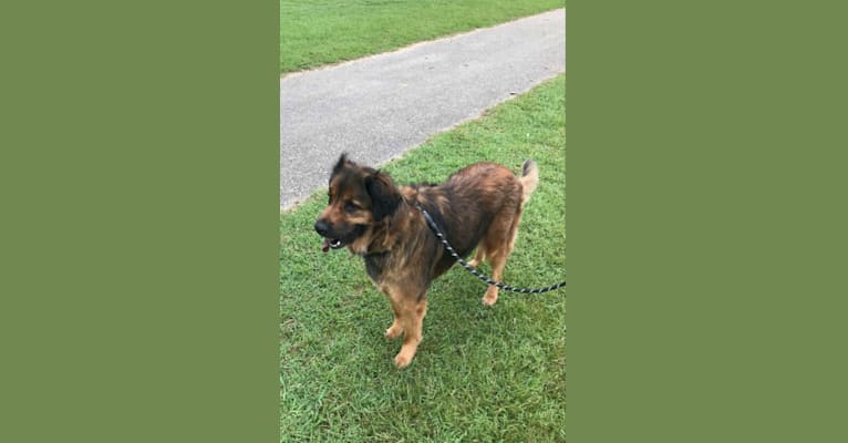 Embark Dog Dna Test Breed