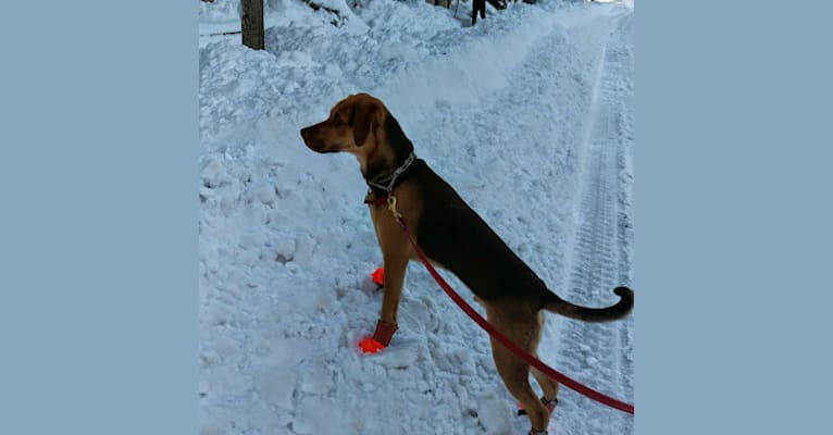 Zeke, a Beagle and German Shepherd Dog mix tested with EmbarkVet.com