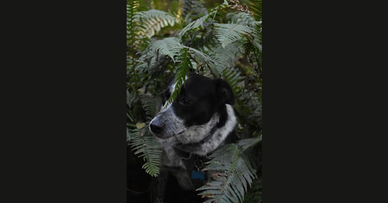 Photo of luna, an American Pit Bull Terrier, Australian Cattle Dog, German Shepherd Dog, Labrador Retriever, and Mixed mix in Hawaii, USA