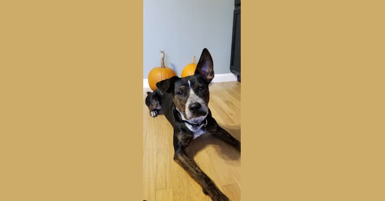 Scout, an Australian Cattle Dog and American Pit Bull Terrier mix tested with EmbarkVet.com