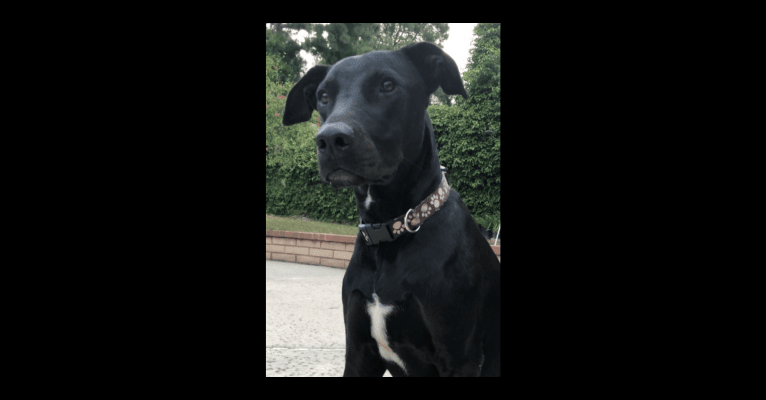 Kobe, a Dogo Argentino and Doberman Pinscher mix tested with EmbarkVet.com