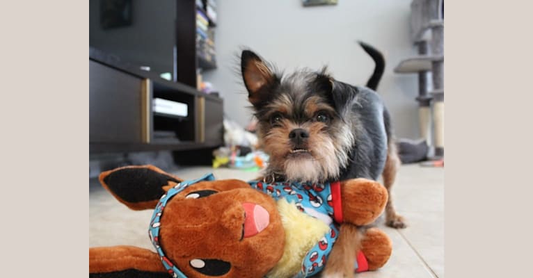 Photo of Quincy, a Shih Tzu and Chihuahua mix in Orlando, Florida, USA