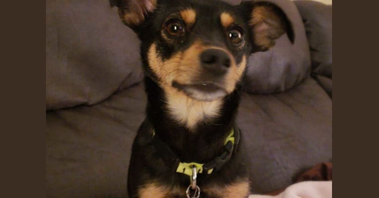 Moka, a Chihuahua and Russell-type Terrier mix tested with EmbarkVet.com
