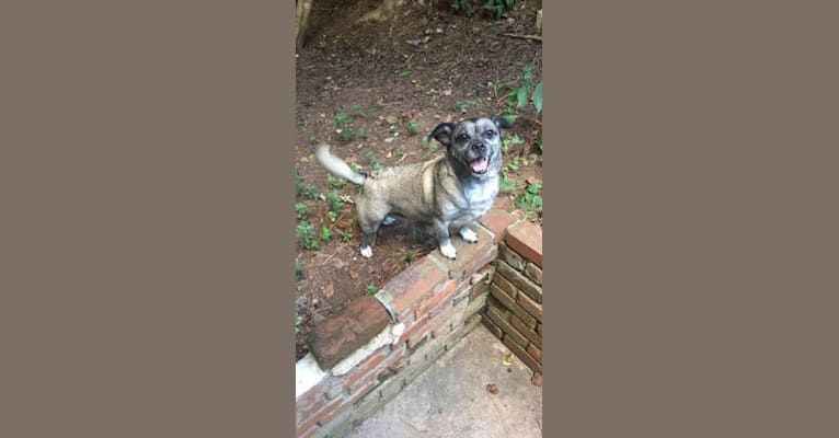 Photo of Boots, a Pug, Rat Terrier, Pekingese, and Mixed mix in Decatur, Georgia, USA