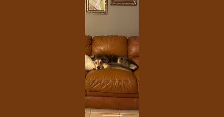 Lily, a Siberian Husky and Catahoula Leopard Dog mix tested with EmbarkVet.com