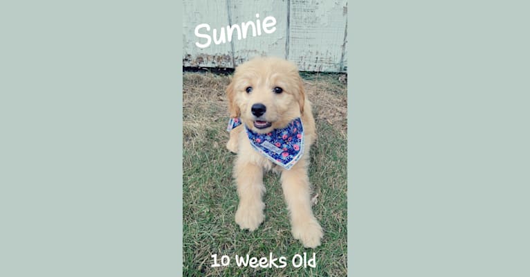 Photo of Sunnie, a Goldendoodle  in Monon, IN, USA
