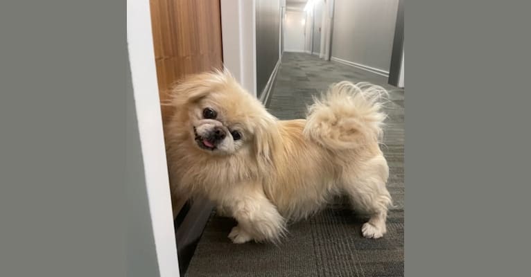 Poppy, a Pekingese tested with EmbarkVet.com