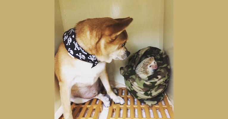 Frankie, a Chihuahua and Miniature Pinscher mix tested with EmbarkVet.com