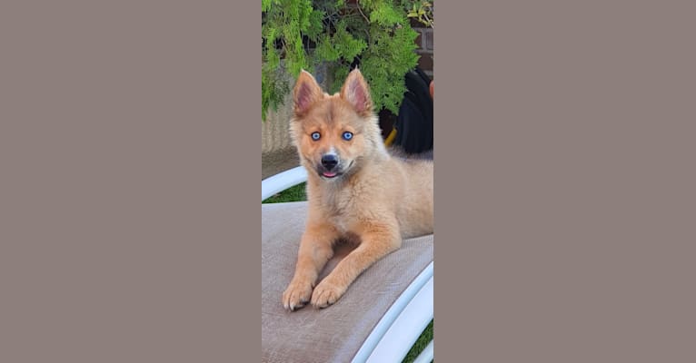 Thai, a Pomsky (7.5% unresolved) tested with EmbarkVet.com