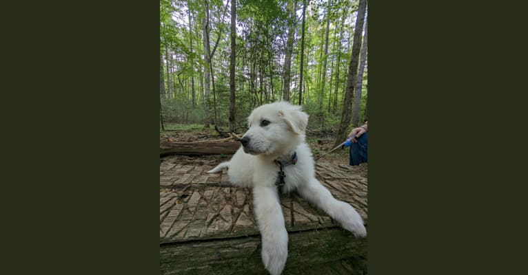 Valiant, a Great Pyrenees tested with EmbarkVet.com