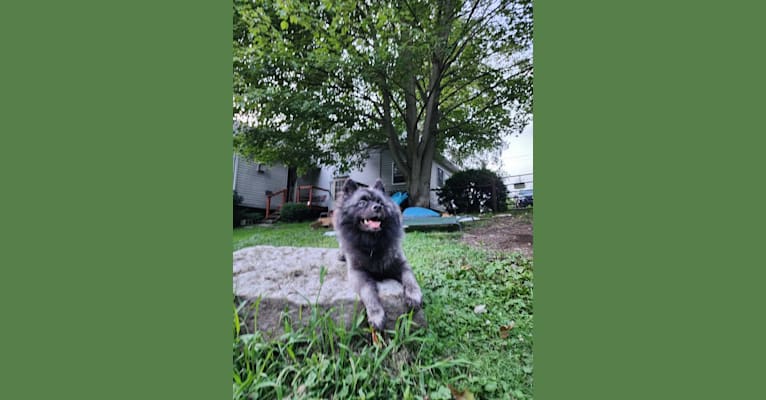Duchess Lilly Puff Brown, a Keeshond tested with EmbarkVet.com