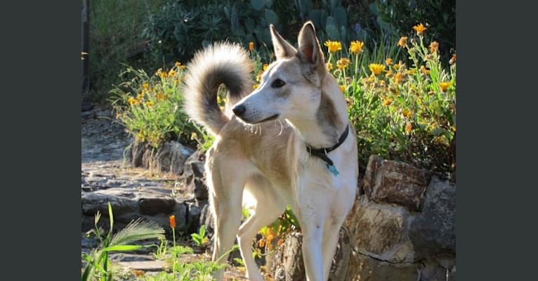 Foxy, an Arabian Village Dog tested with EmbarkVet.com