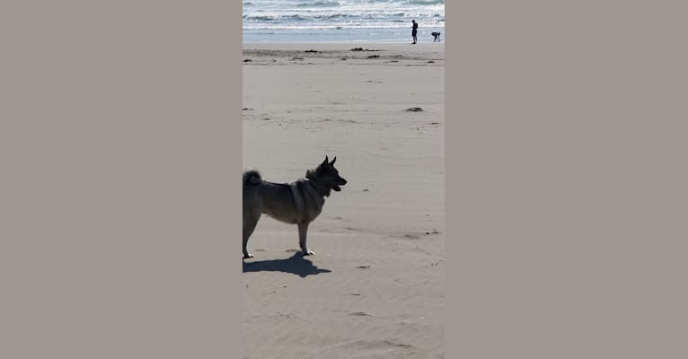 Photo of Freyja, a Norwegian Elkhound  in SF, California, USA