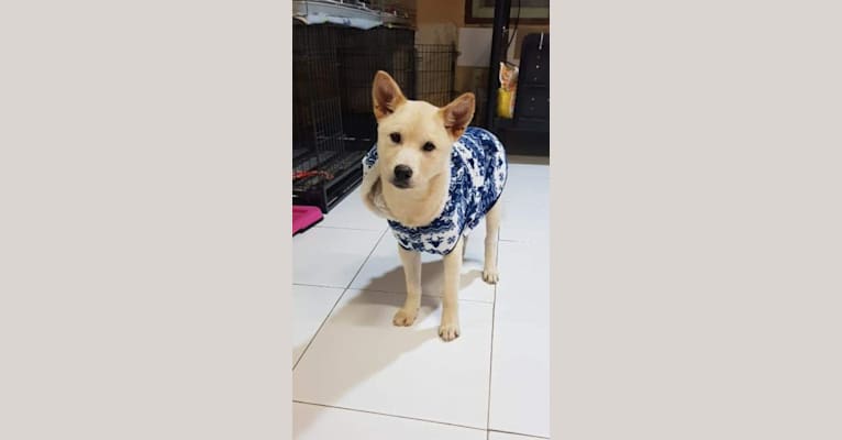 Sarang, a Japanese or Korean Village Dog tested with EmbarkVet.com