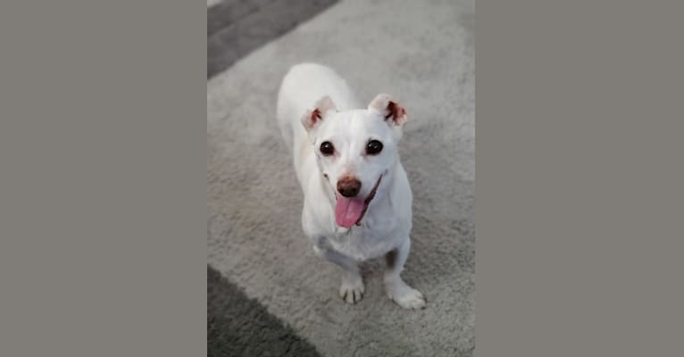 Photo of Barry, a Chihuahua, Rat Terrier, Poodle (Small), Pekingese, and Cocker Spaniel mix in Santa Clara, California, USA