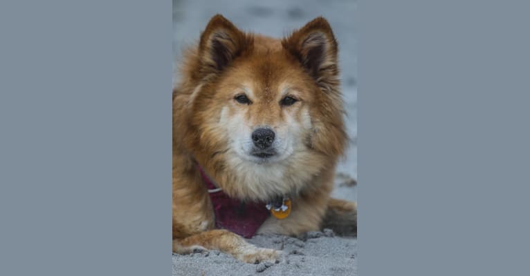Asmodeus, a Shiba Inu and Shetland Sheepdog mix tested with EmbarkVet.com
