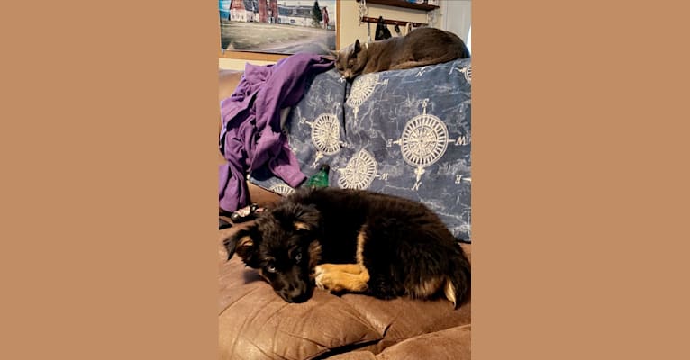 Nova, an Australian Shepherd Group tested with EmbarkVet.com