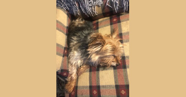 Bentley-Boo, a Yorkshire Terrier tested with EmbarkVet.com