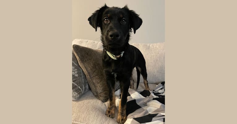 Poppy, a German Shepherd Dog and Labrador Retriever mix tested with EmbarkVet.com