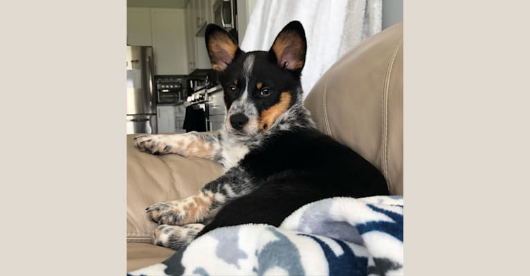 Mini blue heeler corgi outlet mix