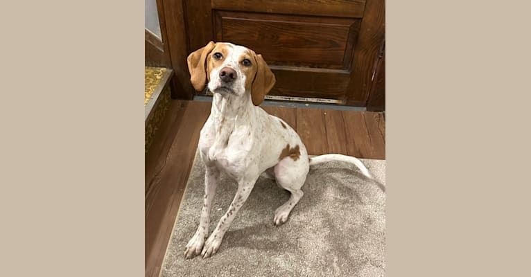 Texie, a Pointer and Llewellin Setter mix tested with EmbarkVet.com