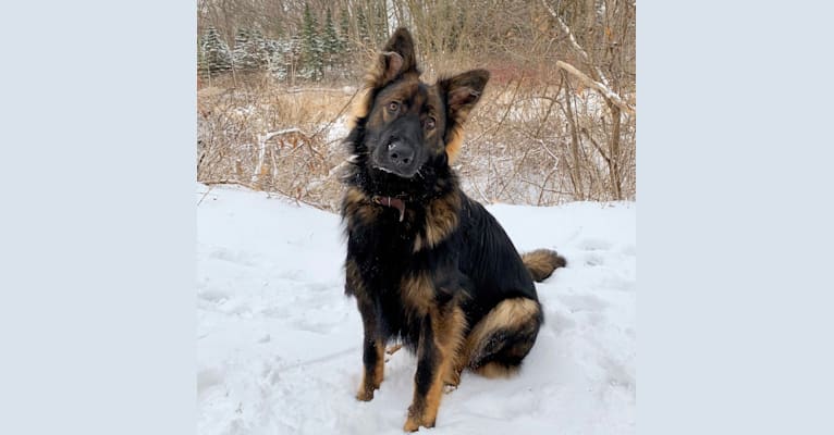 Luca, a German Shepherd Dog tested with EmbarkVet.com