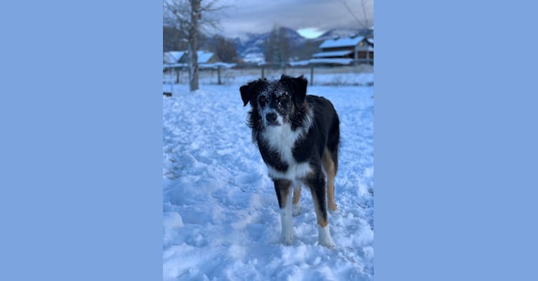 Otter, a Border Collie and Australian Shepherd mix tested with EmbarkVet.com