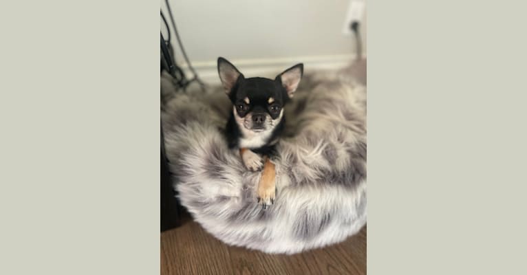 Mowgli - Raised by Wolves, a Chihuahua tested with EmbarkVet.com