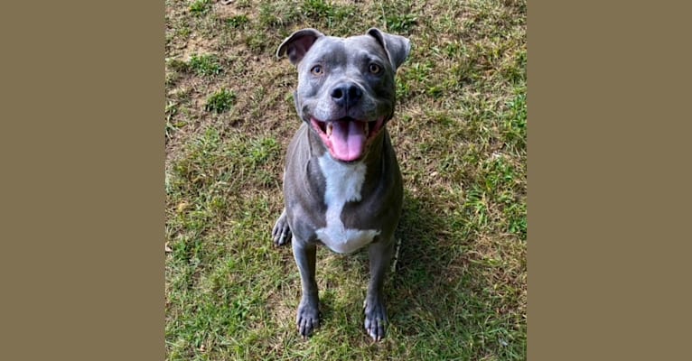 Wallace, a Staffordshire Terrier tested with EmbarkVet.com