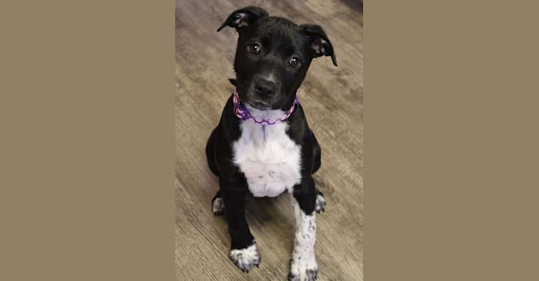 Photo of Lucy, an American Bully, Labrador Retriever, American Staffordshire Terrier, American Pit Bull Terrier, and German Shepherd Dog mix in Kansas, USA