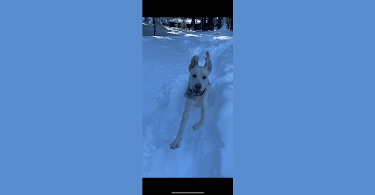 Photo of Bleu, a Siberian Husky, Labrador Retriever, German Shepherd Dog, and Treeing Walker Coonhound mix in Lac Du Flambeau, Wisconsin, USA