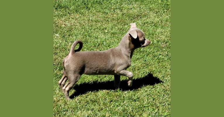 Wren, a Chihuahua tested with EmbarkVet.com